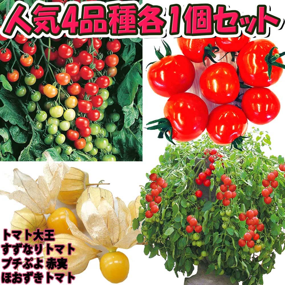 【送料無料・セット1】人気のトマト苗4品種各1個セット【野菜苗 9cmポット自根苗 各1個/合計4個】品種：トマト大王・すずなりトマト・プチぷよ赤実・ほおずきトマト(ゴールデンベリー) ミニトマト苗 セット商品