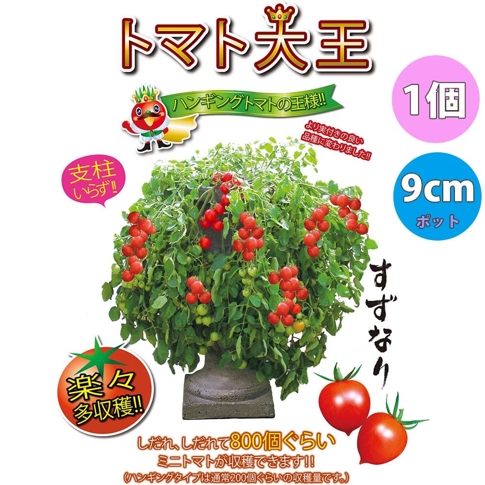 【送料無料・セット1】人気のトマト苗4品種各1個セット【野菜苗 9cmポット自根苗 各1個/合計4個】品種：トマト大王・すずなりトマト・プチぷよ赤実・ほおずきトマト(ゴールデンベリー) ミニトマト苗 セット商品