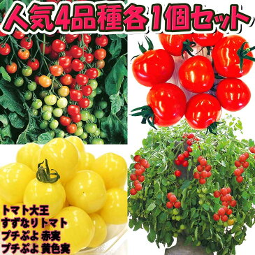 【送料無料・セット3】人気のトマト苗4品種各1個セット【野菜苗 9cmポット自根苗 各1個/合計4個】品種：トマト大王・すずなりトマト・プチぷよ赤実・プチぷよ黄色実 ミニトマト苗 セット商品 セット販売 お買い得商品