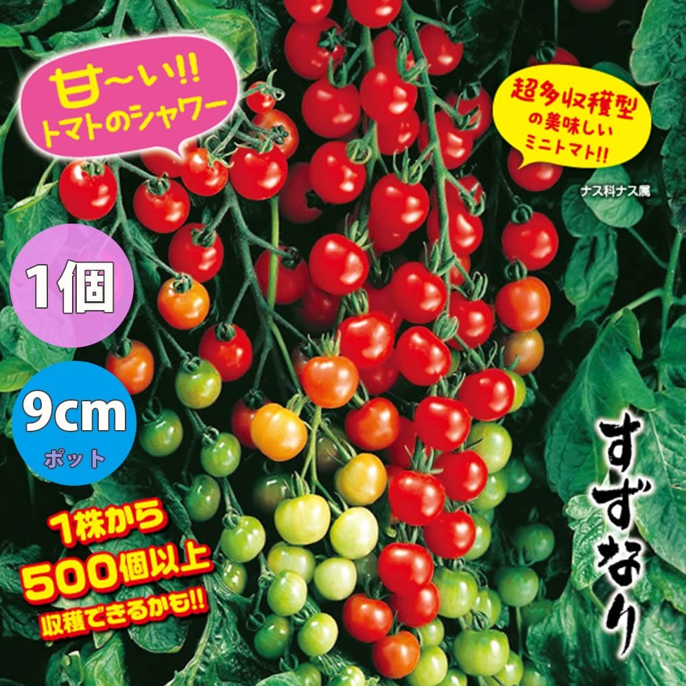野菜苗 お買い得セットガーデニング 家庭菜園 簡単栽培 鉢植え 庭植え プランター 人気のトマト苗4品種各1個セット セット販売 品種 トマト大王 すずなりトマト セット商品 プチぷよ赤実 プチぷよ黄色実 ミニトマト苗 お買い得商品 New売り切れる前に