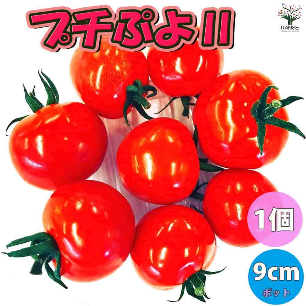 野菜苗 お買い得セットガーデニング 家庭菜園 簡単栽培 鉢植え 庭植え プランター 人気のトマト苗4品種各1個セット セット販売 品種 トマト大王 すずなりトマト セット商品 プチぷよ赤実 プチぷよ黄色実 ミニトマト苗 お買い得商品 New売り切れる前に