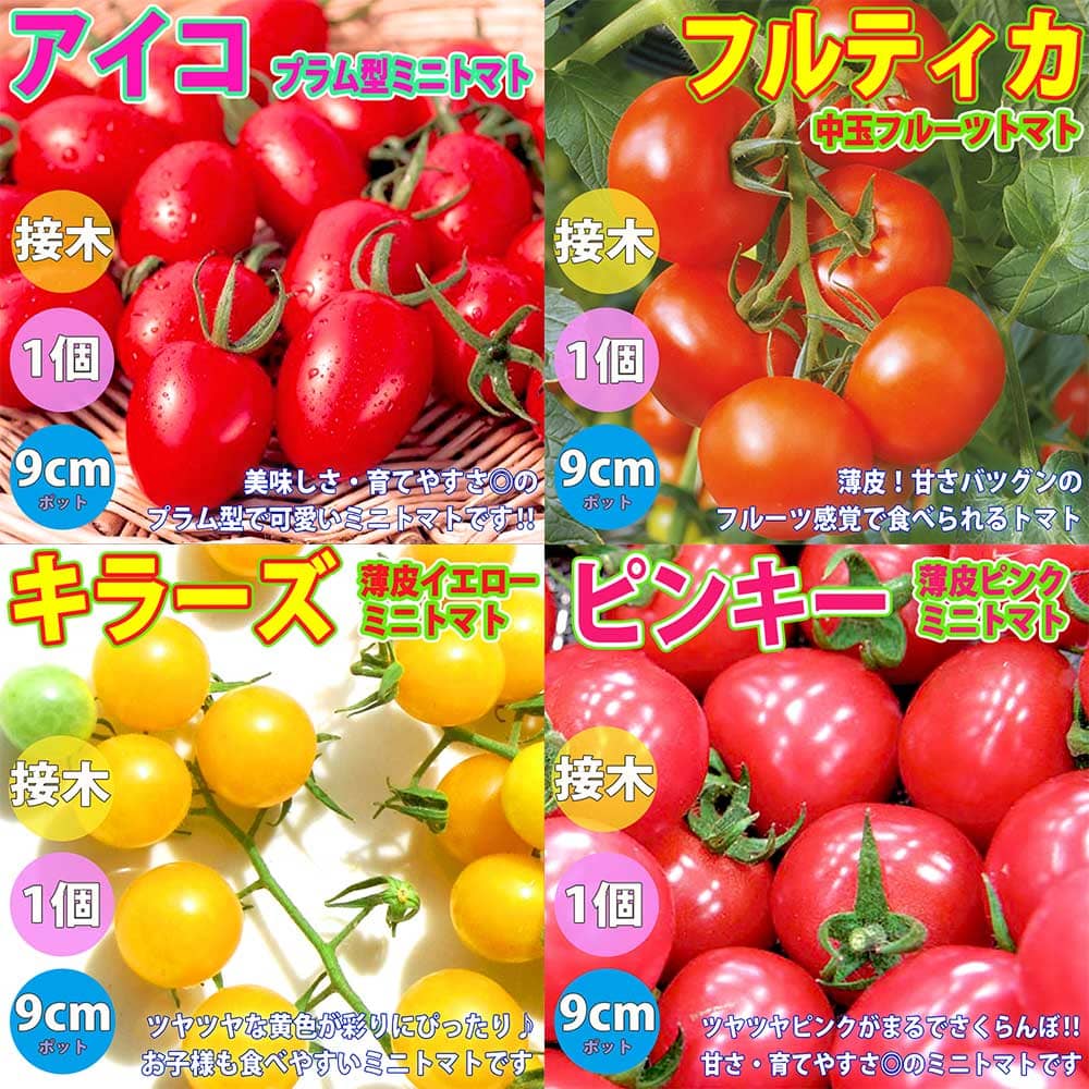 楽天植物販売のITANSE楽天市場店【送料無料】人気＆絶対オススメのトマト苗【接木】4品種各1個セット【野菜苗 9cmポット接ぎ木苗 各1個/合計4個】セット品種：アイコ プラム型ミニトマト・フルティカ・フルーツトマト・キラーズ・ピンキー