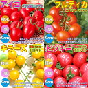 【送料無料・セット12】人気＆絶対オススメのトマト苗【接木】4品種各1個セット【野菜苗 9cmポット接ぎ木苗 各1個/合計4個】セット品種：アイコ プラム型ミニトマト・フルティカ・フルーツトマト・キラーズ・ピンキー