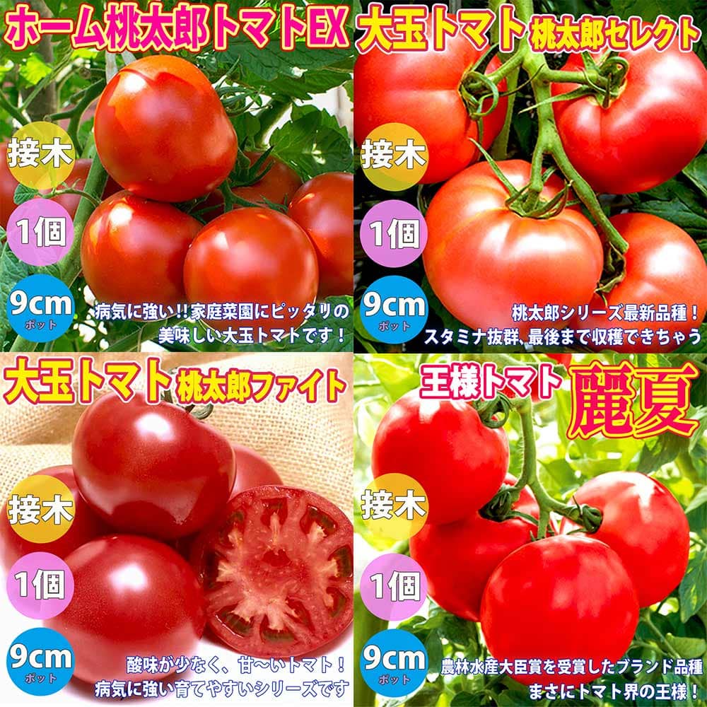 【送料無料】人気の接木苗 桃太郎トマト3品種＆王様トマト各1個セット【野菜苗 9cmポット接ぎ木苗 各1個/合計4個】セット品種：ホーム桃太郎トマトEX・桃太郎セレクト・桃太郎ファイト・麗夏 …