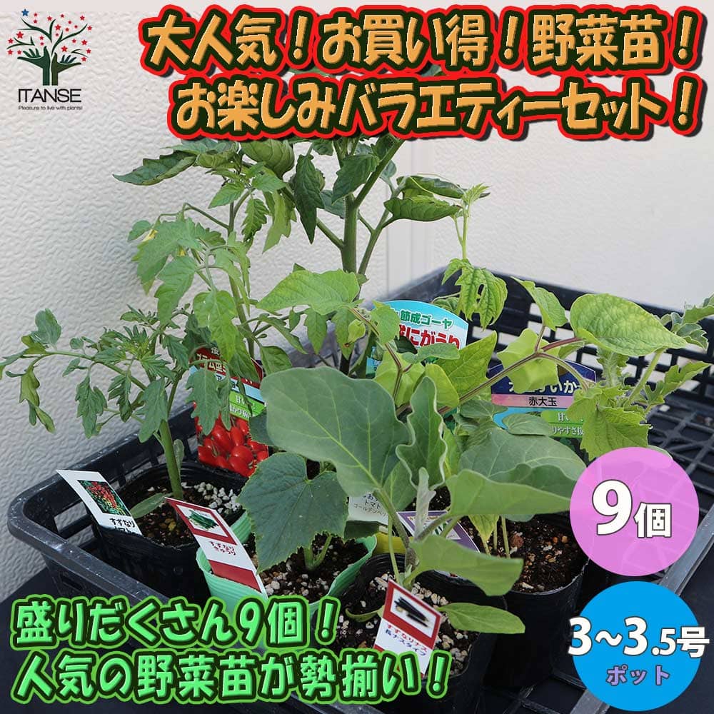 【送料無料】大人気 お買い得 野菜苗お楽しみバラエティーセット【野菜苗9～10.5cmポット／9個セット】トマト苗 ナス苗 キュウリ苗 ピーマン苗は必ず入る ナス・キュウリは9月末までの出荷にな…