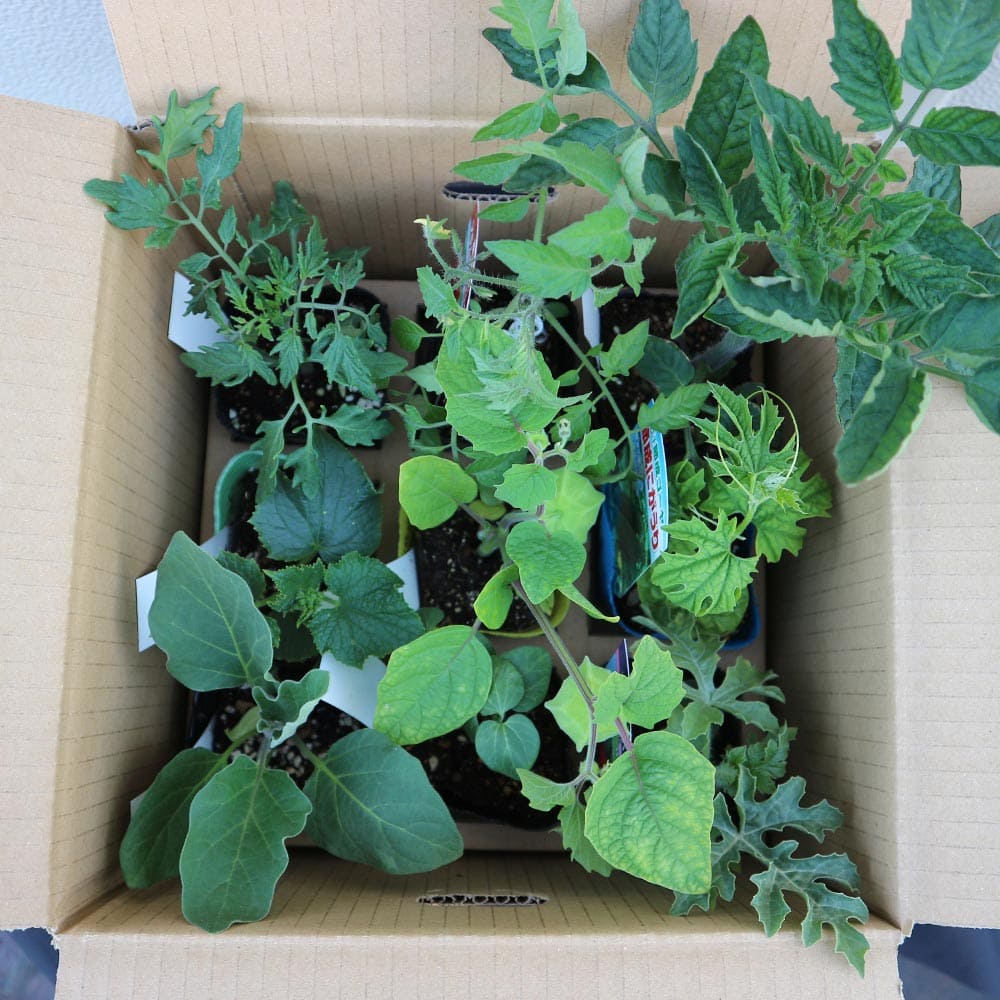 野菜苗 お買い得セットガーデニング 家庭菜園 おすすめ 簡単栽培 鉢植え 庭植え プランター 大人気 お買い得 野菜苗お楽しみバラエティーセット セット商品 キュウリ苗 トマト苗 ピーマン苗は必ず入る 露地栽培 ガーデニング セット販売 ナス苗 ベランダ