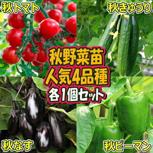 【送料無料・セット28】人気の秋野菜4種セット【野菜苗 9cmポット自根苗 各1個/合計4個】セット品種：秋トマト・秋きゅうり・秋なすび・秋ピーマン 家庭菜園 ガーデニング ベランダ菜園 トマト苗 キュウリ苗 ナス苗 セット販売 セット商品 お買い得セット