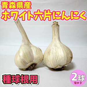 【送料無料】ホワイト六片にんにく 種球根【野菜球根 裸球2球セット】にんにく種 にんにく球根 ニンニク球根 ニンニク種 家庭菜園 初心者 簡単 苗 裸球 株 家庭菜園 ガーデニング プランター 鉢植え ベランダ菜園 ホワイト6片 人気野菜 大蒜