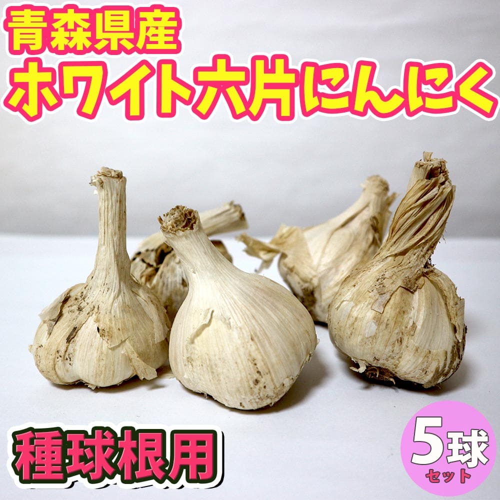 【送料無料】ホワイト六片にんにく 種球根【野菜球根 裸球5球セット】にんにく種 にんにく球根 ニンニク球根 ニンニク種 家庭菜園 初心者 簡単 苗 裸球 株 家庭菜園 ガーデニング プランター 鉢植え ベランダ菜園 ホワイト6片 人気野菜 大蒜