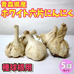 【送料無料】ホワイト六片にんにく 種球根【野菜球根 裸球5球セット】にんにく種 にんにく球根 ニンニク球根 ニンニク種 家庭菜園 初心者 簡単 苗 裸球 株 家庭菜園 プランター 鉢植え ベランダ菜園 ホワイト6片 人気野菜 大蒜