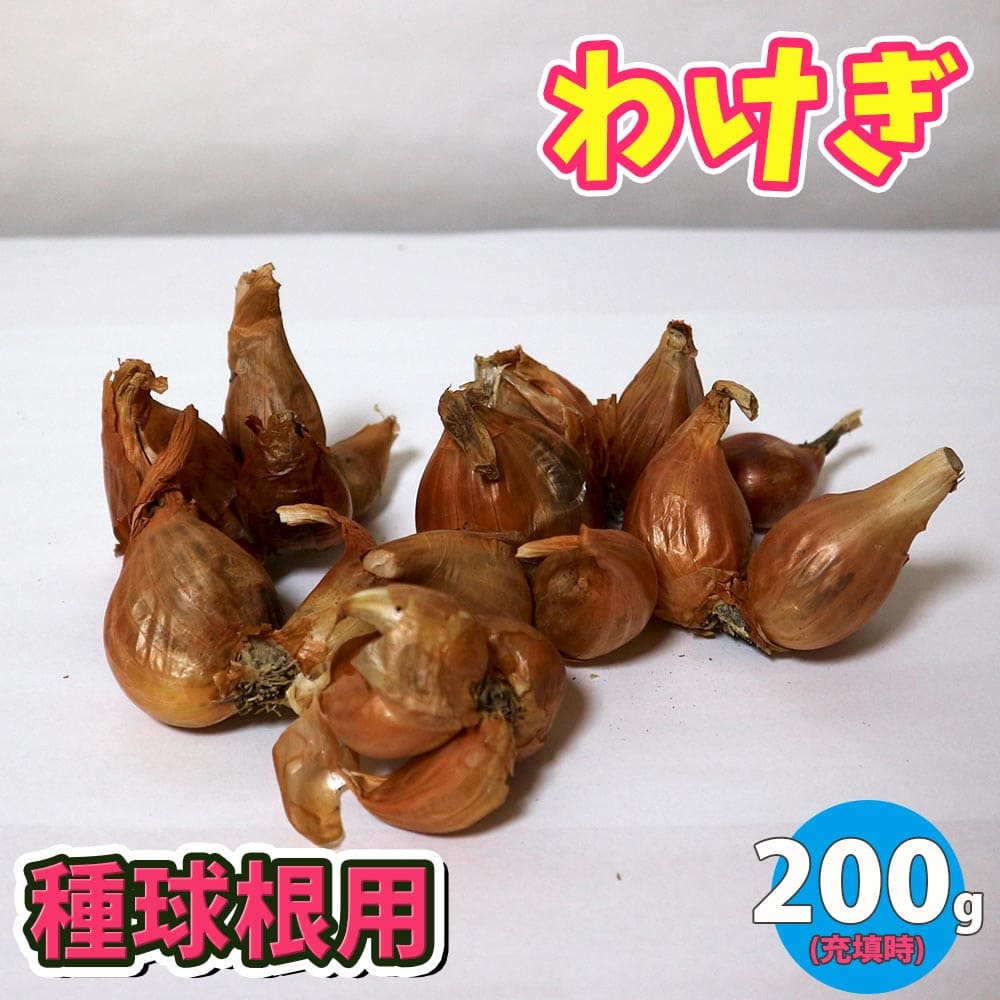 【送料無料】分葱(わけぎ) 種球根【ネット詰め野菜球根 充填時200g/1袋】わけぎ種 わけぎ球根 ワケギ球根 ワケギ種 分葱種 分葱球根 家庭菜園 初心者 簡単 苗 裸球 株 家庭菜園 ガーデニング プランター 鉢植え ベランダ菜園のサムネイル