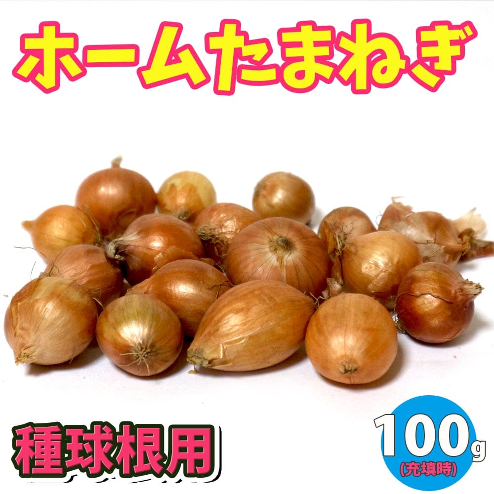 【送料無料】ホームたまねぎ 種球根【ネット詰め野菜球根 充填時100g/1袋】ホームタマネギ種 ホームタマネギ球根 ホーム玉ねぎ球根 ホーム玉ねぎ種 家庭菜園 初心者 簡単 苗 裸球 株 家庭菜園 ガーデニング プランター 鉢植え ベランダ菜園 玉葱のサムネイル