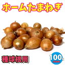 ホームたまねぎ 種球根【ネット詰め野菜球根 充填時100g/1袋】ホームタマネギ種 ホームタマネギ球根 ホーム玉ねぎ球根 ホーム玉ねぎ種 家庭菜園 初心者 簡単 苗 裸球 株 家庭菜園 プランター 鉢植え ベランダ菜園 玉葱