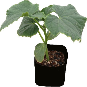 【送料無料・即出荷】夏すずみ きゅうり【自根苗9cmポット/2個セット】野菜苗 キュウリ苗 きゅうり苗 胡瓜 ベランダ 露地栽培 Cucumbers 春野菜 夏野菜 春植え 夏植え 人気 品種 ハウス栽培