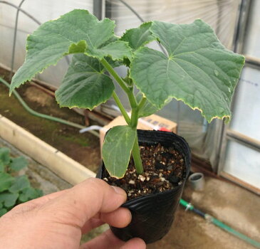 【送料無料・即出荷】夏すずみ きゅうり【自根苗9cmポット/2個セット】野菜苗 キュウリ苗 きゅうり苗 胡瓜 ベランダ 露地栽培 Cucumbers 春野菜 夏野菜 春植え 夏植え 人気 品種 ハウス栽培