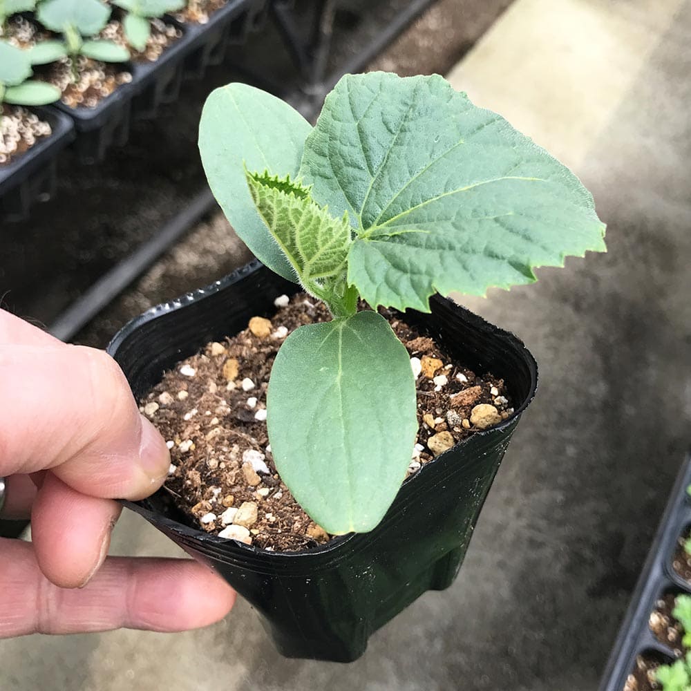 人気 野菜苗 きゅうり苗 キュウリ苗 胡瓜苗 ベランダ 露地栽培 ガーデニング 家庭菜園 簡単栽培 鉢植え ハウス栽培 夏野菜 強健品種 あす楽 夏植えすずなりキュウリ 庭植え 耐暑性 冬バーゲン プランター 品種