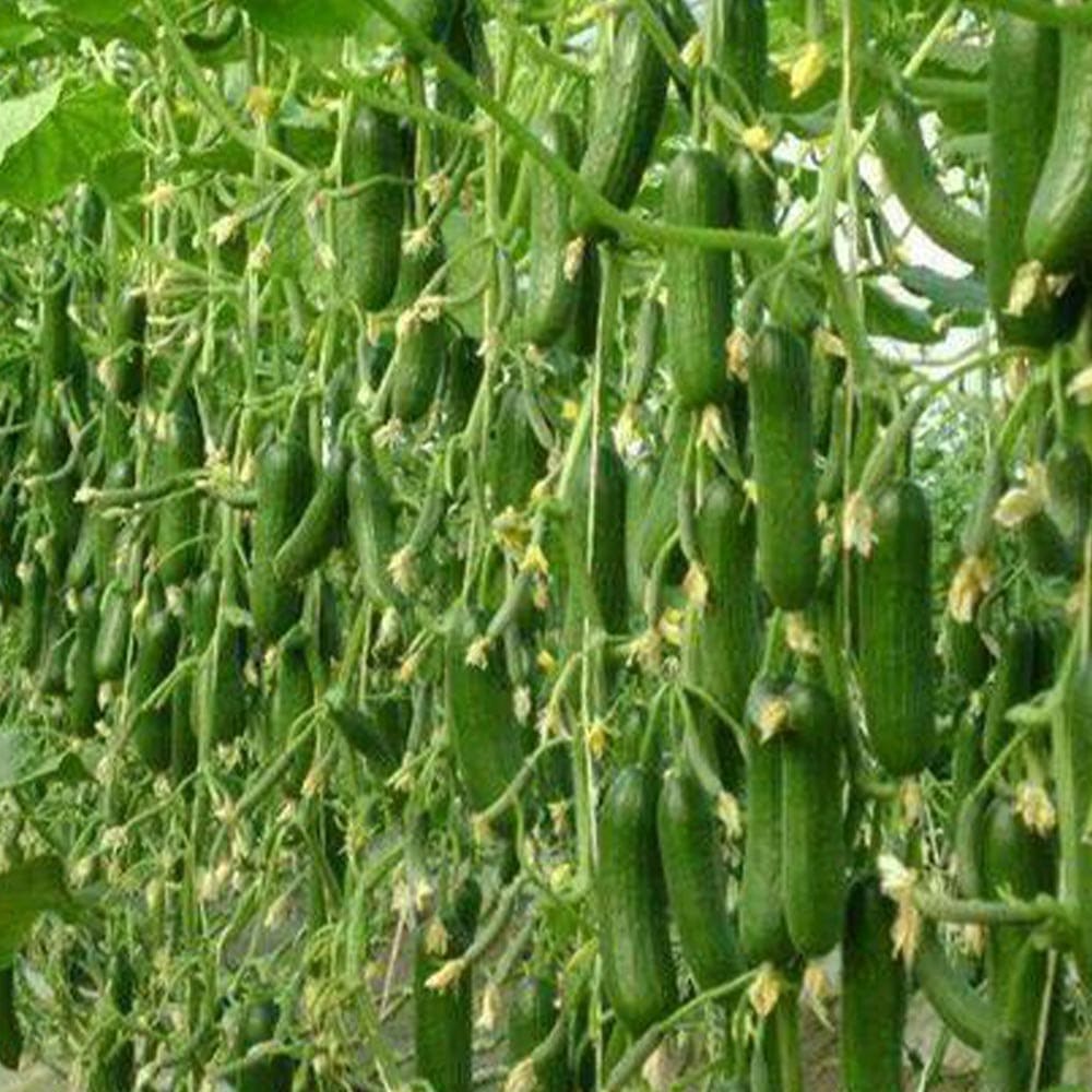 人気 野菜苗 きゅうり苗 キュウリ苗 胡瓜苗 ベランダ 露地栽培 ガーデニング 家庭菜園 簡単栽培 鉢植え ハウス栽培 夏野菜 強健品種 あす楽 夏植えすずなりキュウリ 庭植え 耐暑性 冬バーゲン プランター 品種