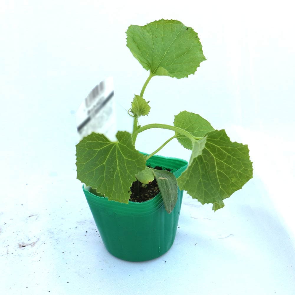 【送料無料】ミニメロン F1 メロリーナ 自根苗9cmポット 野菜苗 メロン苗 めろん苗...