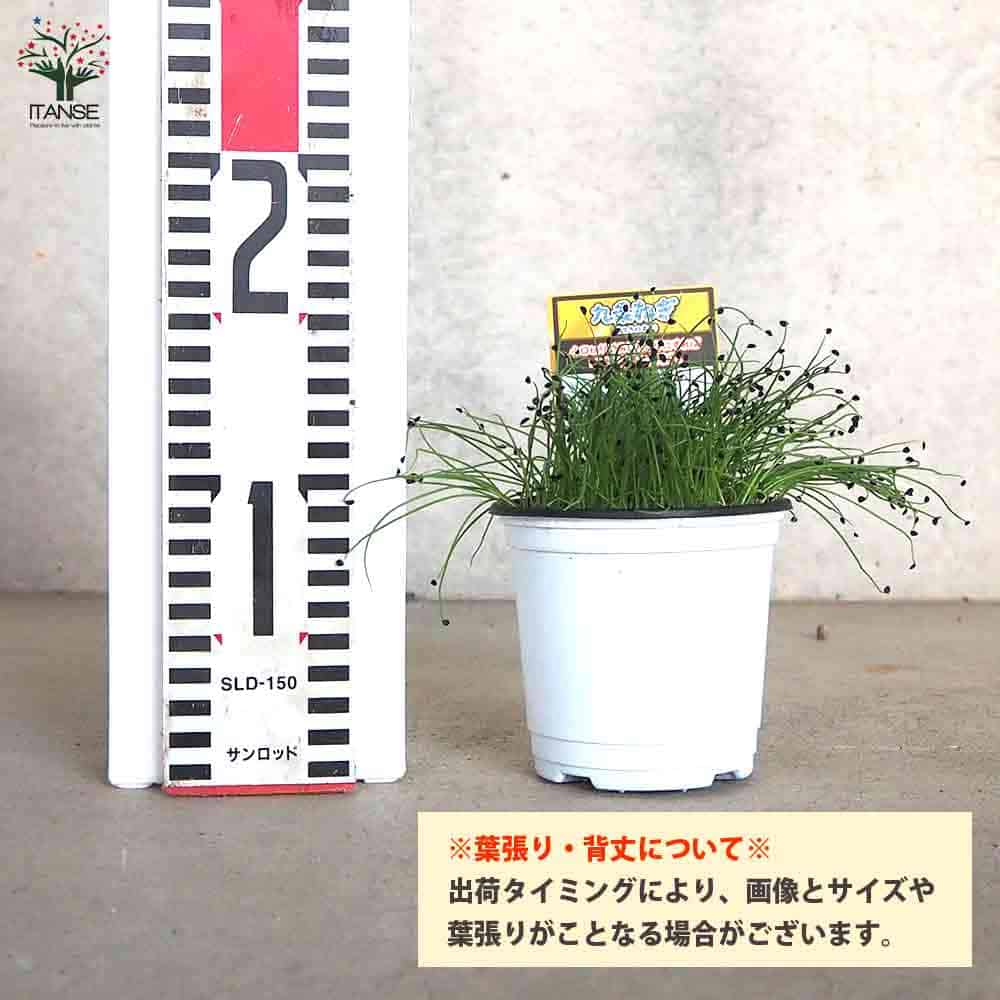 初心者が簡単に作れる野菜 長ネギのプランター栽培の方法を大公開 暮らし の