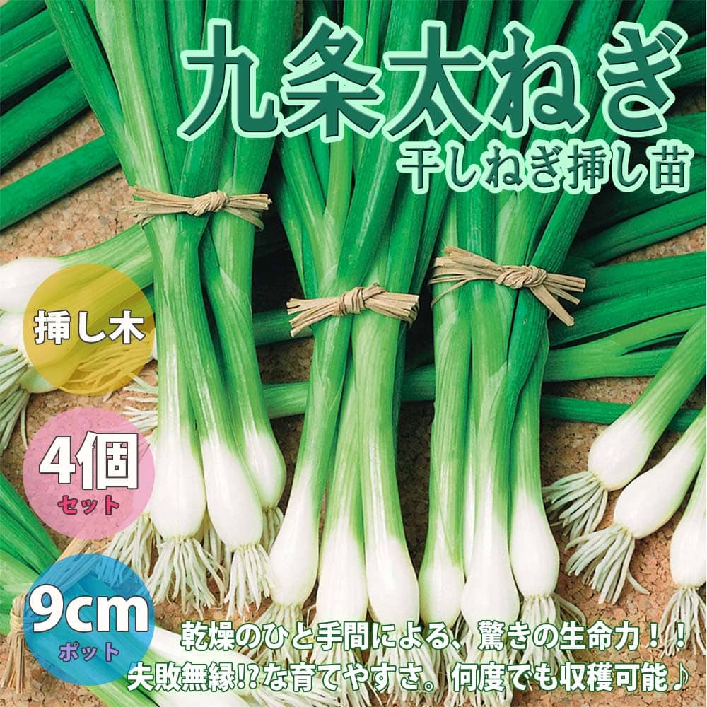 10月に植える野菜！プランターで簡単に育てられる人気のおすすめを教えて！