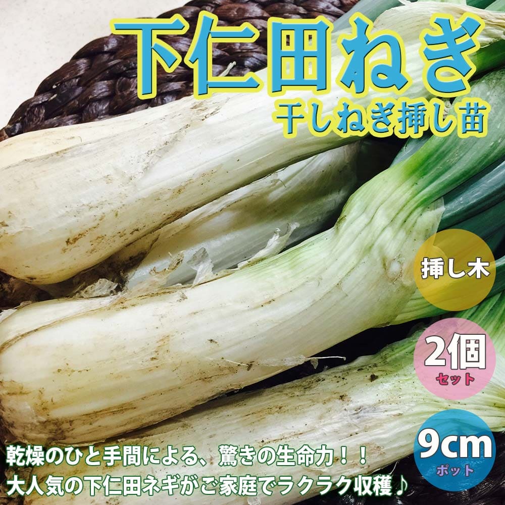 【SS期間★ポイントUP】下仁田ねぎポット苗 干しねぎ挿し苗 【野菜苗 9cmポット/お買い得2個セット】ネギ苗 ねぎ苗 葱苗 ネギの苗 ねぎの苗 ガーデニング 家庭菜園 ベランダ栽培 自宅栽培 自家…