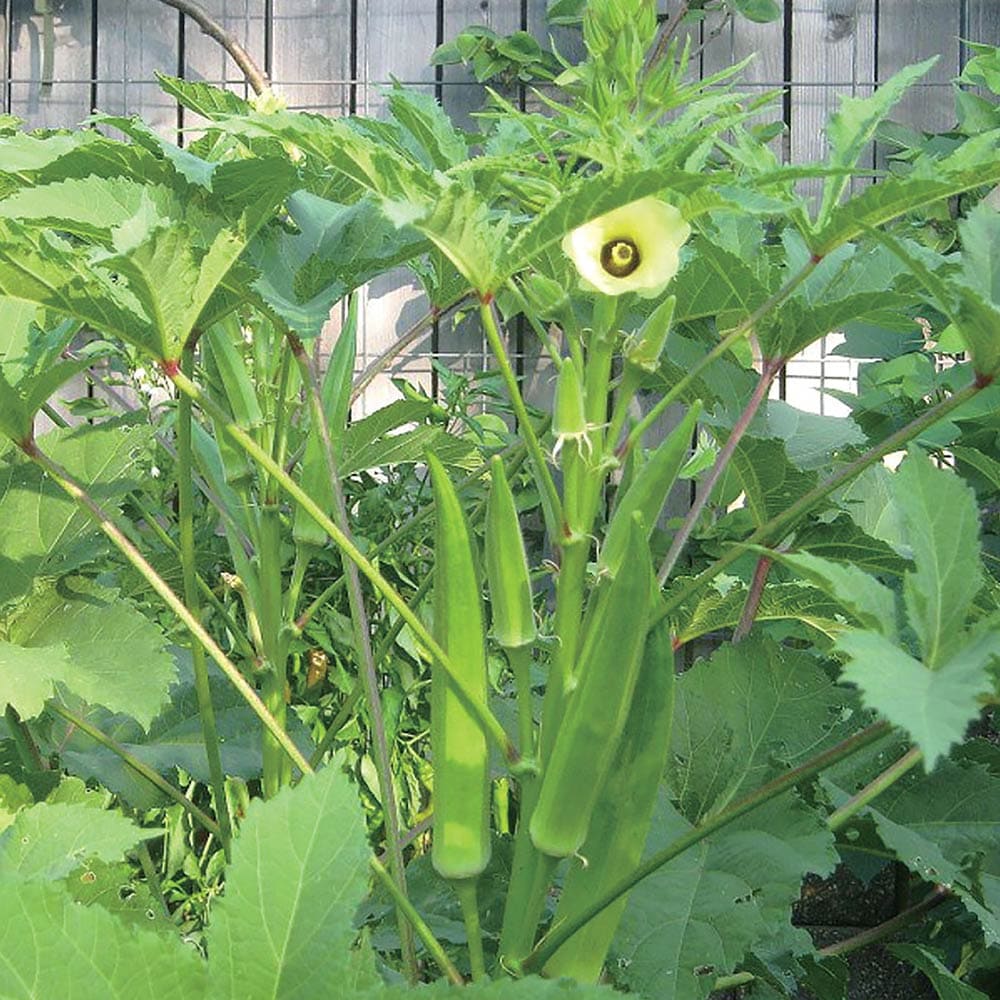ガーデニング 家庭菜園 簡単栽培 鉢植え 庭植え プランター オクラ苗 ジャンボオクラ 島オクラ ベランダ お中元 人気野菜 露地栽培 夏野菜 おくら苗 ハウス栽培