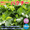 パクチー苗(品種：晩抽性コリアンダー エスニカン)【野菜苗18cmポット 大苗/1個+スティック肥料2本】ぱくちー苗 こりあんだー苗 ハーブ ハーブ苗 香菜 シャンツァイ シャンサイ 香味野菜 ベランダ