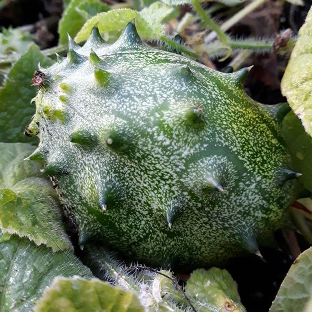 新作 人気 春野菜 夏野菜 春植え 夏植え 自根苗 苗 料理 サラダ 人気 品種ガーデニング 家庭菜園 簡単栽培 鉢植え 庭植え 露地栽培 グリーンゼリーメロン苗 ベランダ 果菜 ウリ科 キワーノ苗 送料無料 緑のカーテン プランター 野菜苗 きわーの苗 キワーノ グリーンカーテン