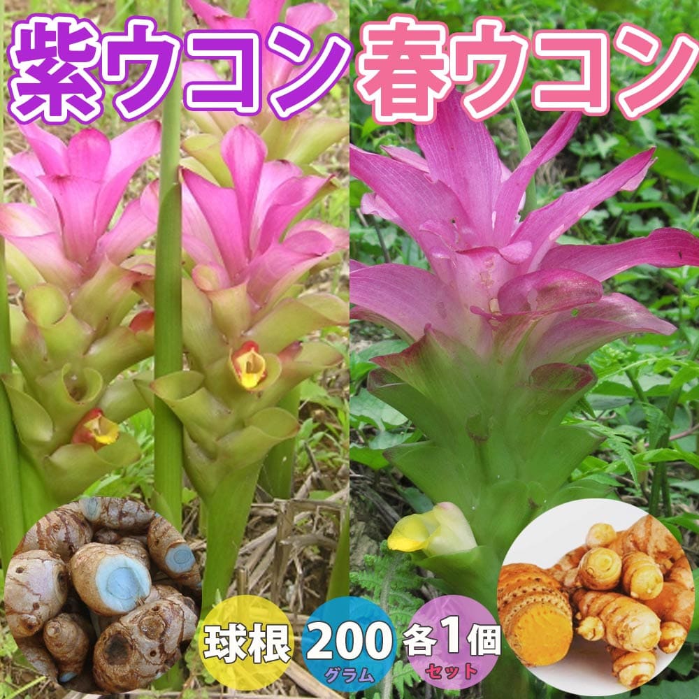 【マラソン中★ポイントUP】健康野菜球根 春ウコン・紫ウコン【ネット詰め野菜球根/充填時200g /春・紫ウコン各1個セット】姜黄 キョウオウ 莪朮 ガジュツ ベランダ 香辛料 スパイス ターメリック 生姜 ショウガ うこん きゅうこん