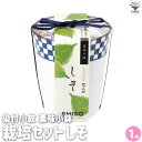 【P2倍★マラソン期間中】栽培セット 青じそ 染付小紋 薬味小鉢【野菜の苗 /1個売り】栽培 簡単 初心者 栽培キット 育て方