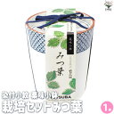 【送料無料】栽培セット 三つ葉 染付小紋 薬味小鉢 【野菜の苗 ／1個売り】栽培 簡単 初心者 栽培キット 育て方