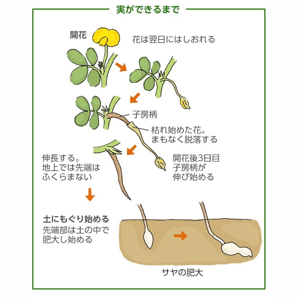 訳あり ガーデニング 家庭菜園 鉢植え 庭植え プランター 落花生の苗 お買い得3品種各2個セット 品種 シロンス 露地栽培 ホワイトバレンシア ベランダ ファスティガータ らっかせい苗 落花生苗 ピーナッツ苗