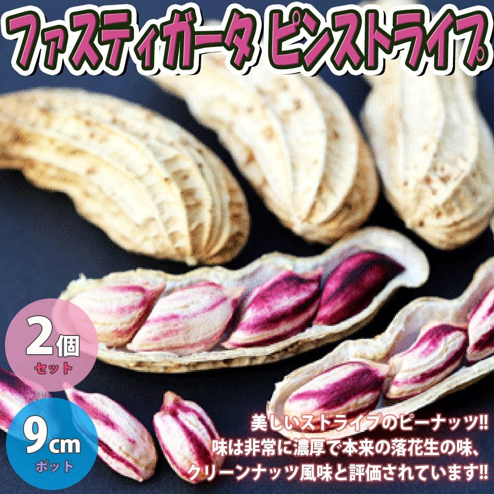 訳あり ガーデニング 家庭菜園 鉢植え 庭植え プランター 落花生の苗 お買い得3品種各2個セット 品種 シロンス 露地栽培 ホワイトバレンシア ベランダ ファスティガータ らっかせい苗 落花生苗 ピーナッツ苗