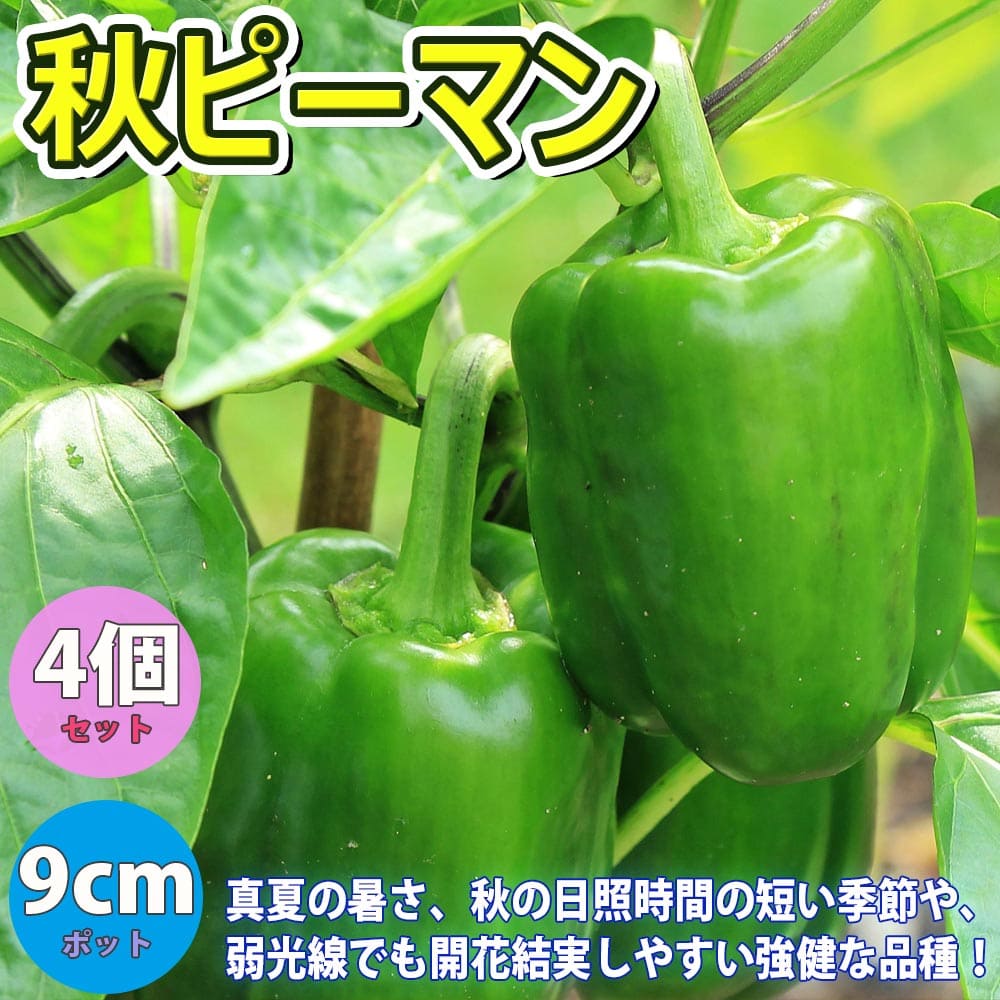 【SALE特別価格】秋ピーマン【野菜苗 9cmポット自根苗/4個セット】ピーマン苗 ぴーまん苗 露地栽培 ハウス栽培 ベランダ菜園 夏野菜 秋野菜 夏植え 秋植え green pepper 販売店