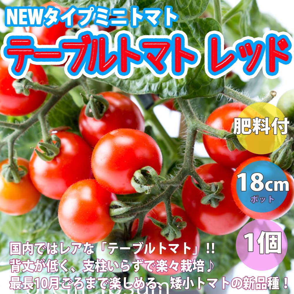 【送料無料】テーブルトマト レッド ミニトマト大苗【18cm硬質ポット自根苗/赤実1個＋スティック肥料2本】多収穫 人気 野菜苗 みにとまと苗 プチトマト苗 ベランダ mini tomato