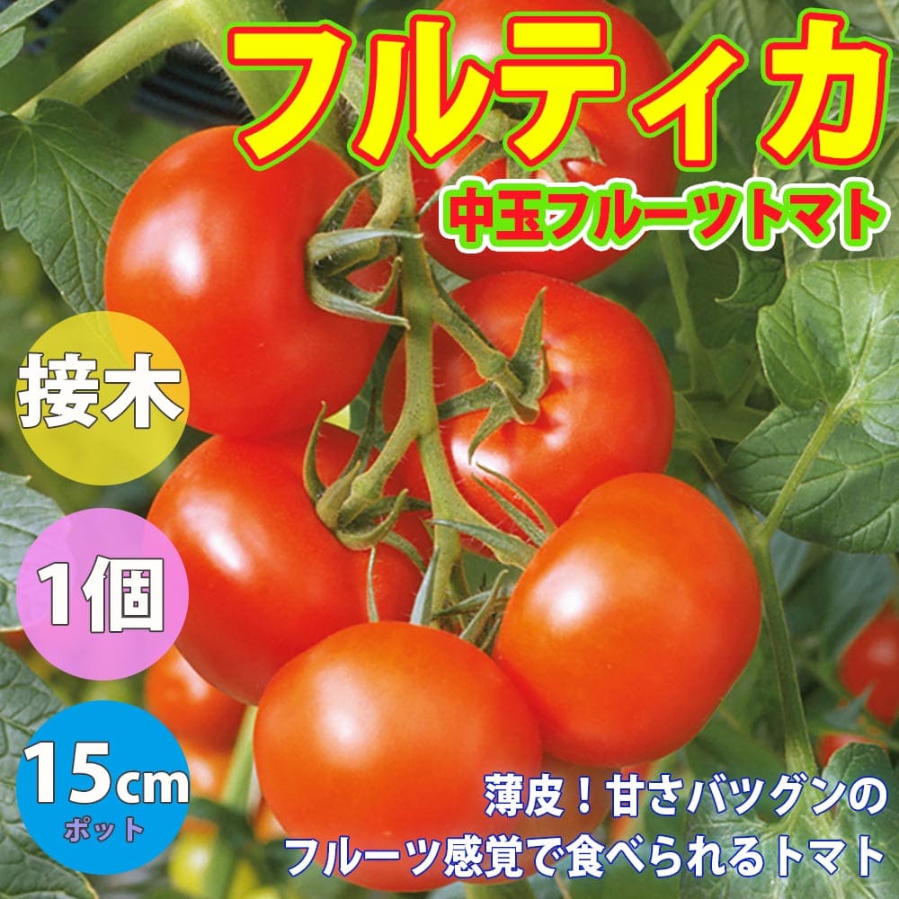 【送料無料】フルティカ・フルーツトマト【野菜苗 15cmポット接木苗/1個】ミニトマト苗 みにとまと苗 プチトマト苗 大苗 人気品種 野菜苗 露地栽培 簡単栽培 tomato 夏野菜 夏植え ベランダ 苗…