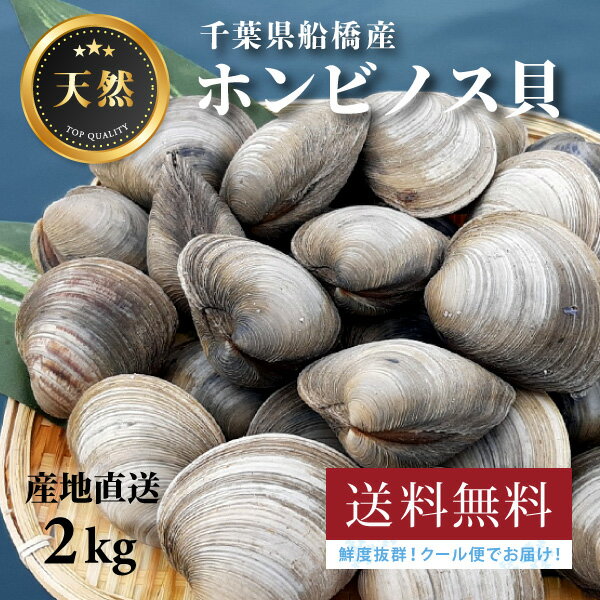 2kg 千葉県船橋産ホンビノス貝バーベキューに！★高評価獲れたて新鮮！（三番瀬）★お酒のおつまみ！