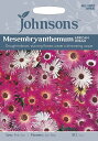 yqzJohnsons Seeds Mesembryanthemum AFRICAN DREAM ZuAZ} AtJEh[ W\YV[h