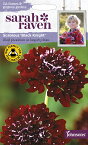 【種子】Johnsons SeedsSarah Raven Cut flowers & gorgeous gardens Scabious Black Knight サラ・レイブン カットフラワーズ スカビオサ・ブラック・ナイト ジョンソンズシード