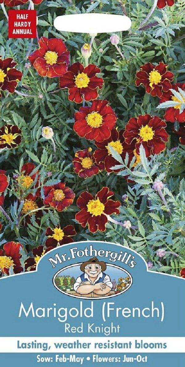 Mr.Fothergill's Seeds Marigold (French) Red Knight マリーゴールド（フレンチ） レッド・ナイト ミスター・フォザーギルズ・シード