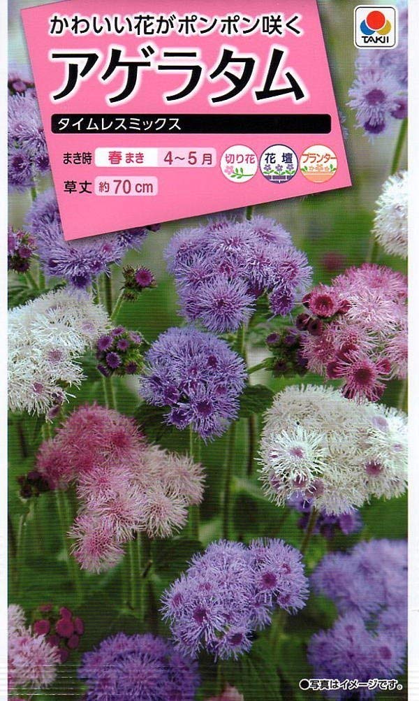 【種子】アゲラタム タイムレスミックス タキイ種苗のタネ