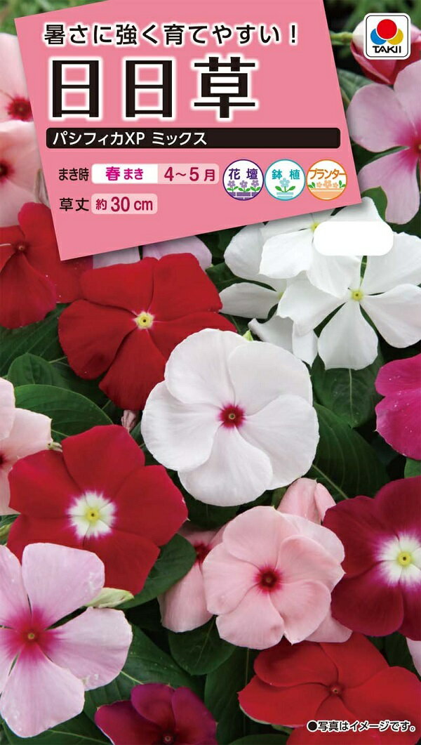 【種子】日日草（ビンカ）パシフィカXP ミックス タキイ種苗のタネ