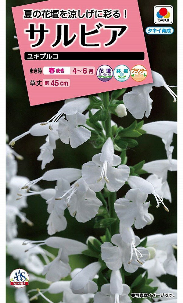 https://thumbnail.image.rakuten.co.jp/@0_gold/ivy-believe-happiness/00syouhingazou/hanatane/takii/salvia-yukipuruko.jpg