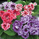 【輸入種子】Thompson & Morgan GLOXINIA SPECIOSA BROCADE MIXED F1 HYBRIDグロキシニア ブロケード ダブル ミックス F1 ハイブリッドトンプソン&モーガン - Ivy