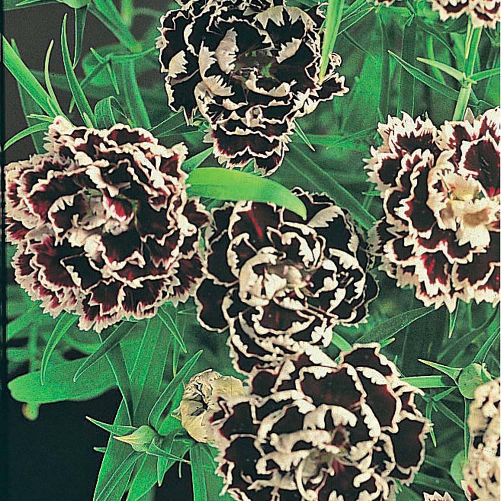 【輸入種子】Thompson&MorganDIANTHUS (ANNUAL)BLACK AND WHITE MINSTRELダイアンサス(なでしこ)ブラック アンド ホワイト ミンストレル トンプソン＆モーガン