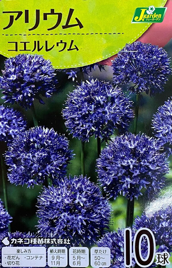 【花球根】アリウム コエルレウム 10球入 カネコ種苗の球根のサムネイル