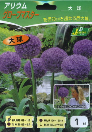 【花球根】アリウム グローブマスター 1球入 カネコ種苗