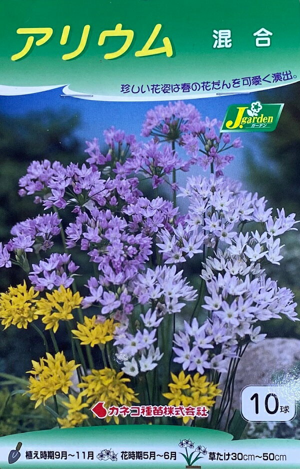 【花球根】アリウム 混合 10球入カネコ種苗の球根のサムネイル