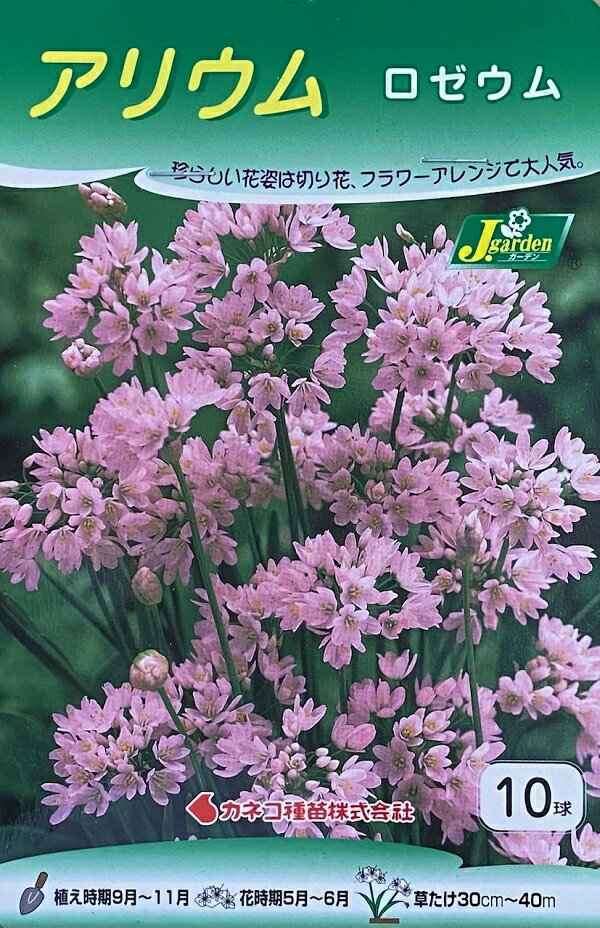 【花球根】アリウム　ロゼウム　10球入カネコ種苗の球根のサムネイル