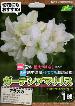 【花球根】ガーデンアマリリス（耐寒性ヒッペアストラム）アラスカ 1球入 カネコ種苗の球根